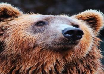 Meaning of Bear Totem: Find Out How It Can Help You in Your Life!