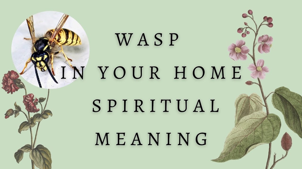 wasps being attracted to you spiritual meaning - find out the reasons now