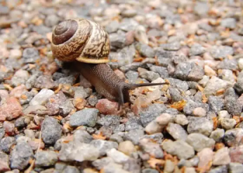 Meaning of snails spiritually: What does it mean when you see a snail?