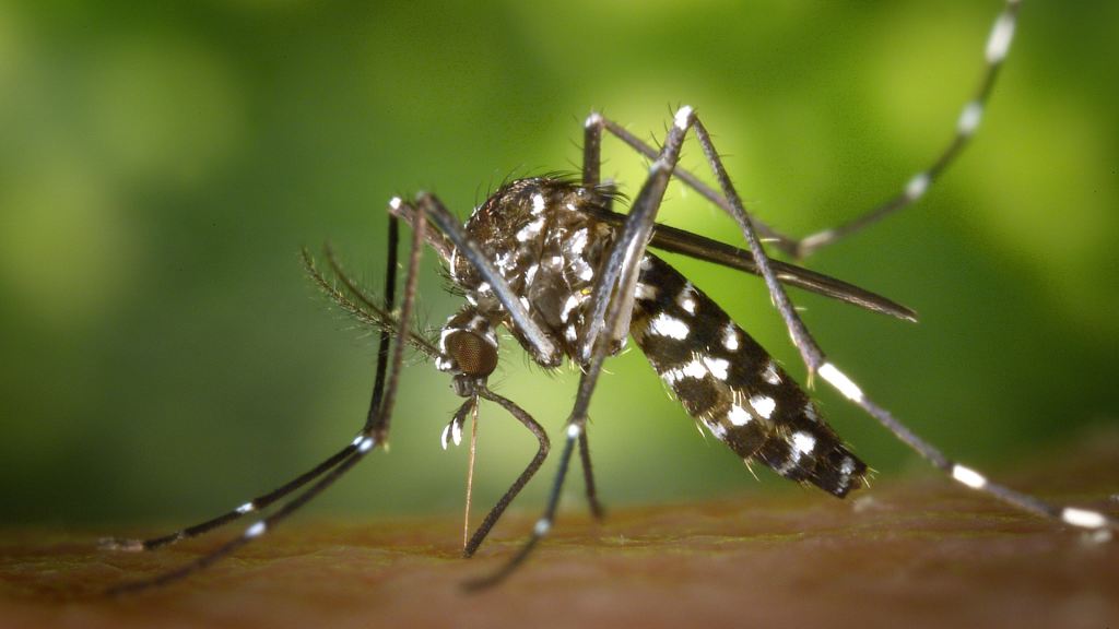 Mosquito Spiritual Meaning: Are They Messengers or Just a Nuisance?