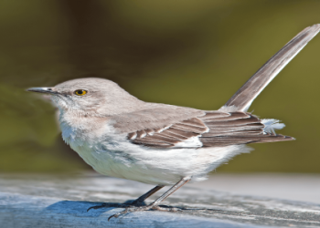 Unlocking the spiritual meaning of robin! Simple explanation about this birds symbolism and what it says!