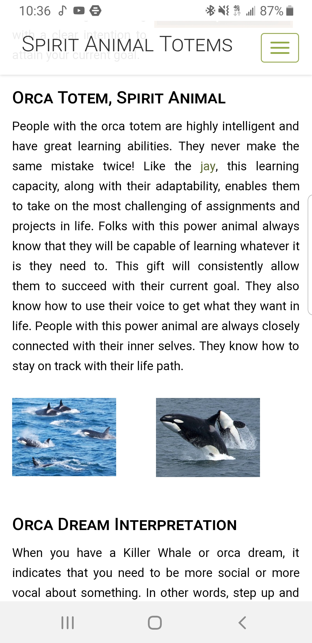 Is the Orca Your Spirit Animal? Find Out Its Meaning and Message for You!