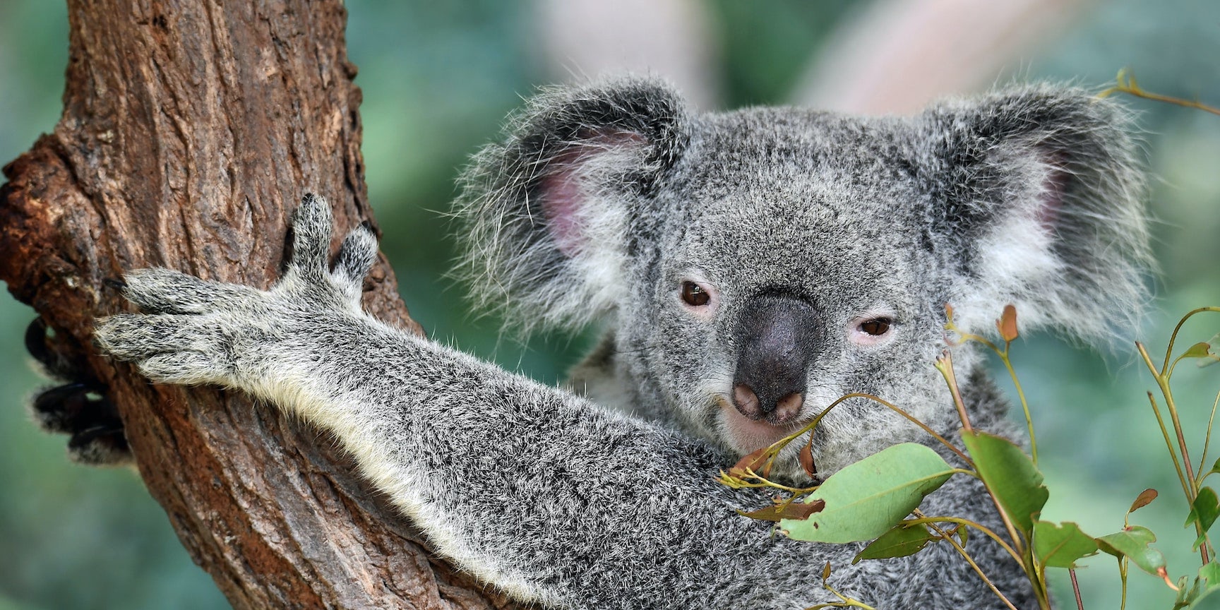 Koala Spirit Animal Explained: Learn How It Can Help You Find Calm and Happiness!