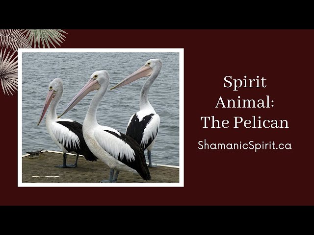 Whats the Pelican Spiritual Meaning? Learn the Secrets Today!