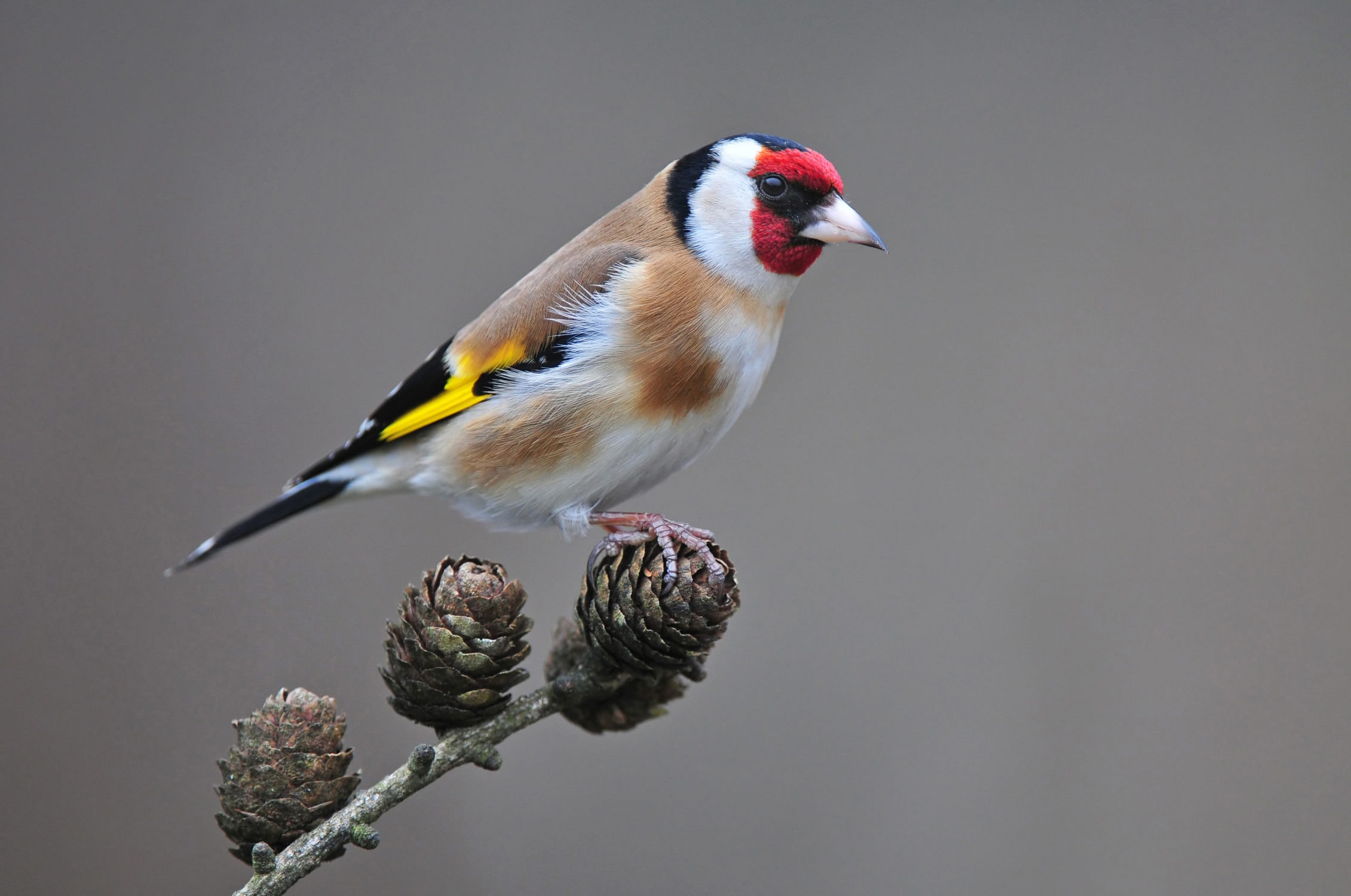 Goldfinch Spiritual Meaning: Your Top Questions Answered and a Beginners Guide to Bird Symbolism.