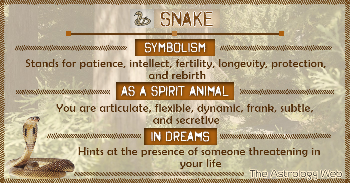 Snake Animal Totem Symbolism: What Does It Mean When You Dream About Snakes?