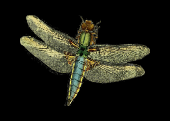 Mosquito Spiritual Meaning: Are They Messengers or Just a Nuisance?