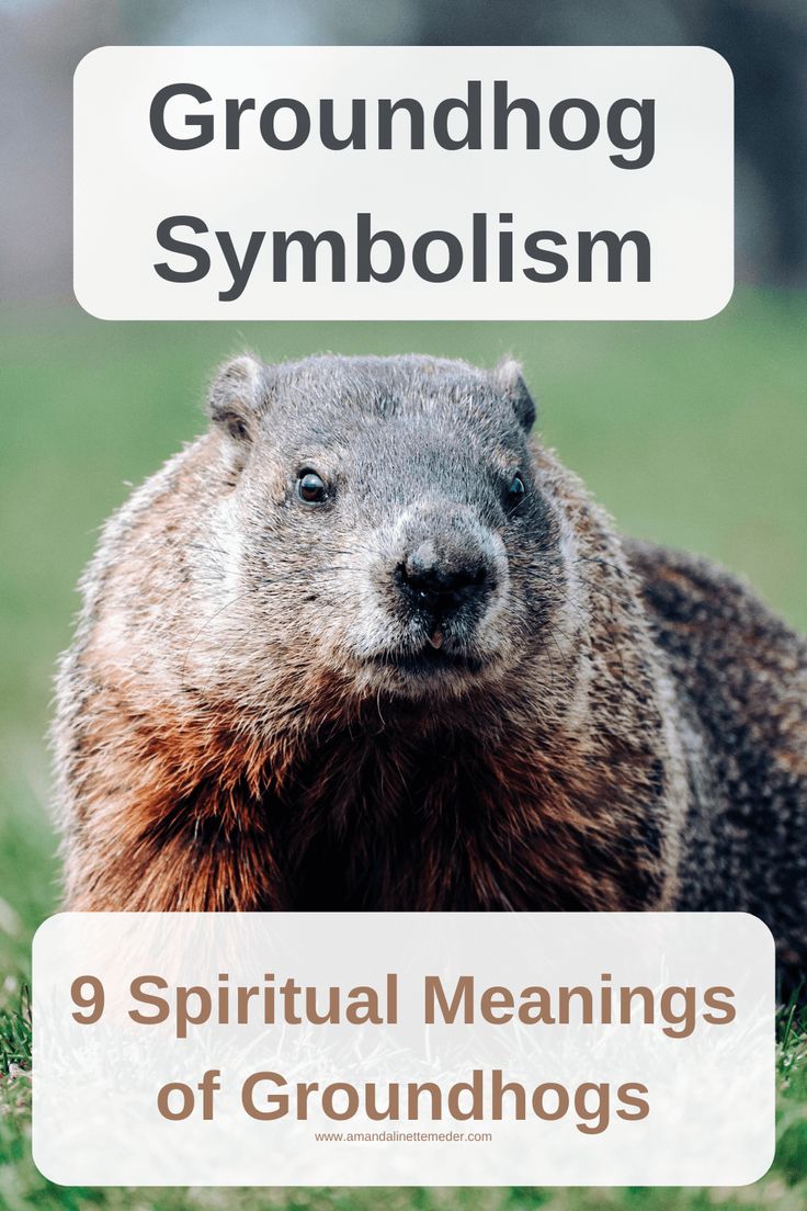 Spiritual Meaning of Groundhog: What Does It Symbolize?