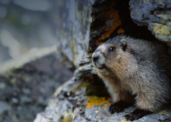 Spiritual Meaning of Groundhog: What Does It Symbolize?