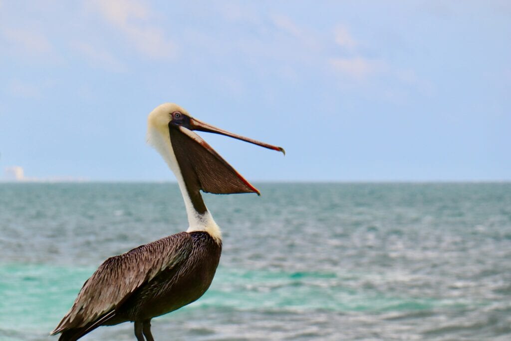Unlock Pelican Symbolism: Heres a Simple Breakdown for You!
