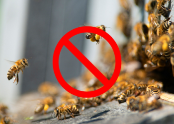 wasps being attracted to you spiritual meaning – find out the reasons now