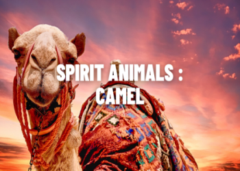 Coyote Spirit Animal Medicine: How Does This Spirit Guide Help You and What Are the Benefits