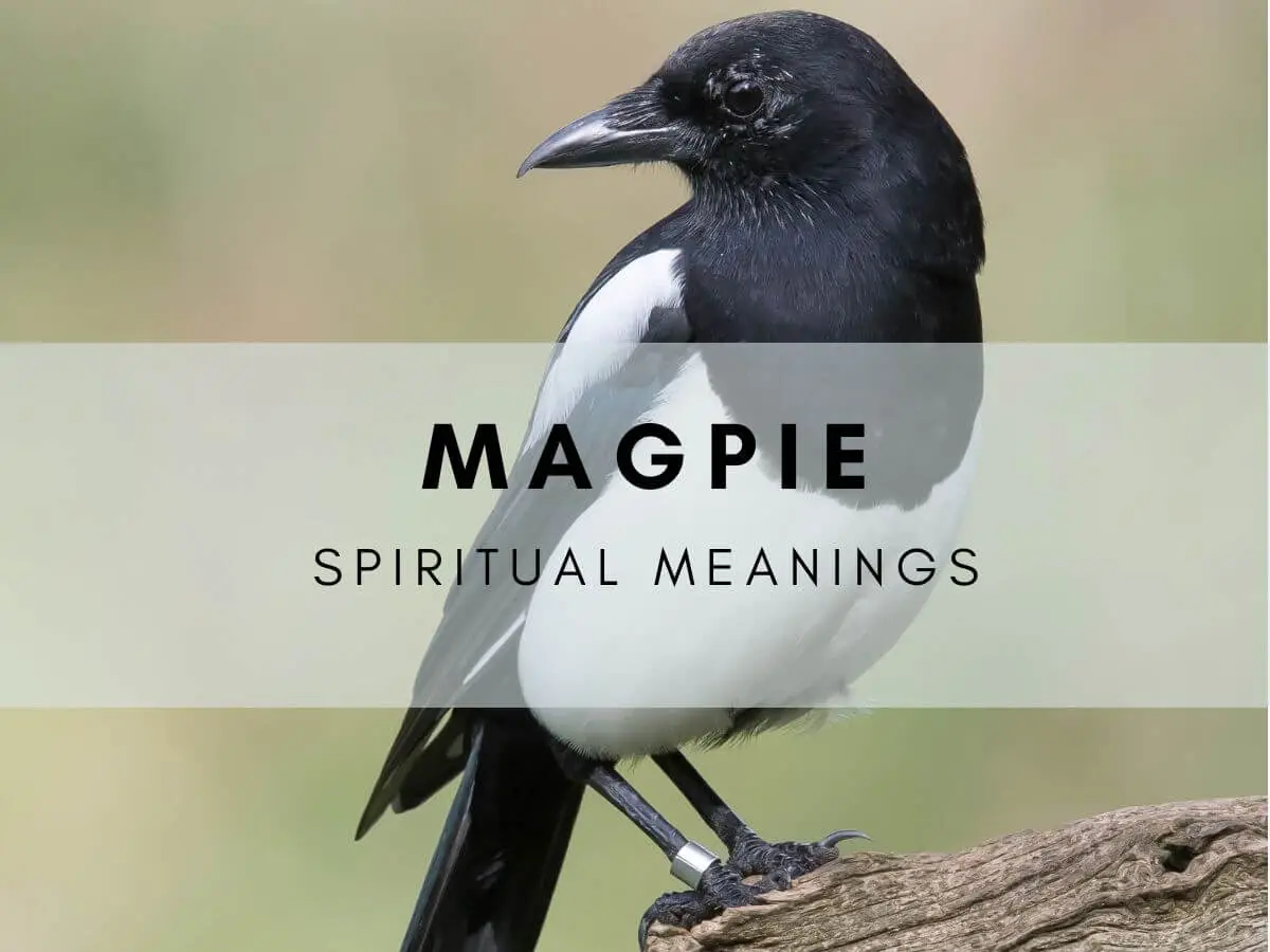Discover Magpie Spiritual Meaning: Whats the Real Significance in Your Life?