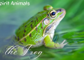 Frog Spirit Meaning: Discover the power and symbolism of it.