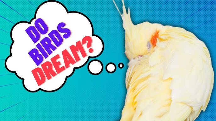 How to Know Your Bird of Dreams? The Best Guide for Beginners!