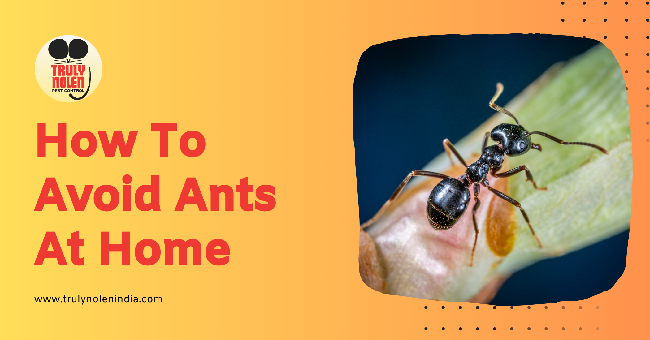 Ant Animal Medicine Options? (Heres How to Choose the Right Treatment)