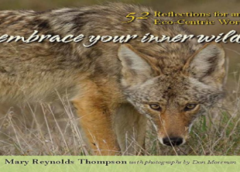 How to connect with your coyote spirit: Easy tips to embrace your inner trickster.