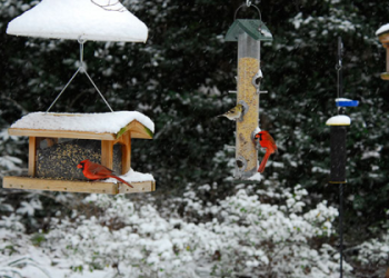 Goldfinch Spiritual Meaning: Your Top Questions Answered and a Beginners Guide to Bird Symbolism.