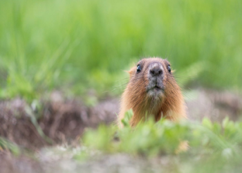 What does it mean when you see a groundhog? Learn the simple meaning!
