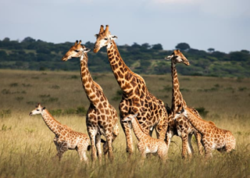 What do giraffes represent to you? Learn their symbolic meanings!