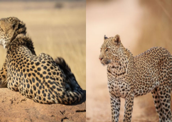 Cheetah symbolism in different cultures: Learn about it here!