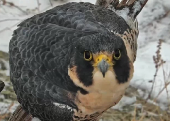 Is Seeing a Falcon Good Luck for You? Find the Answer!