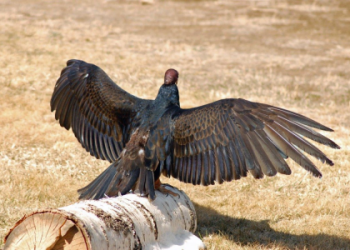 What Does a Vulture Symbolize? Its Not Always What You Think!