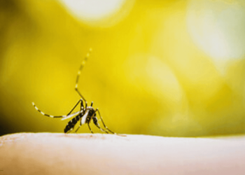 Spiritual Meaning of Mosquito: Discover Simple Truths About Mosquito Encounters!