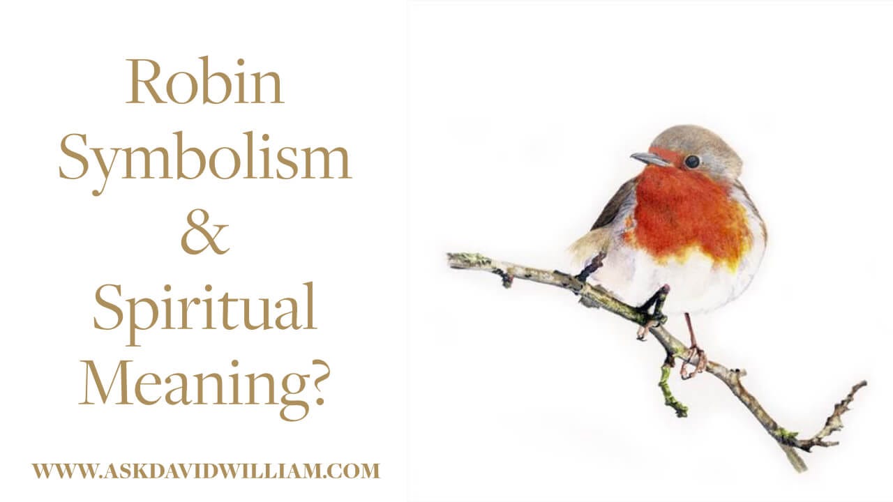 Unlocking the spiritual meaning of robin! Simple explanation about this birds symbolism and what it says!