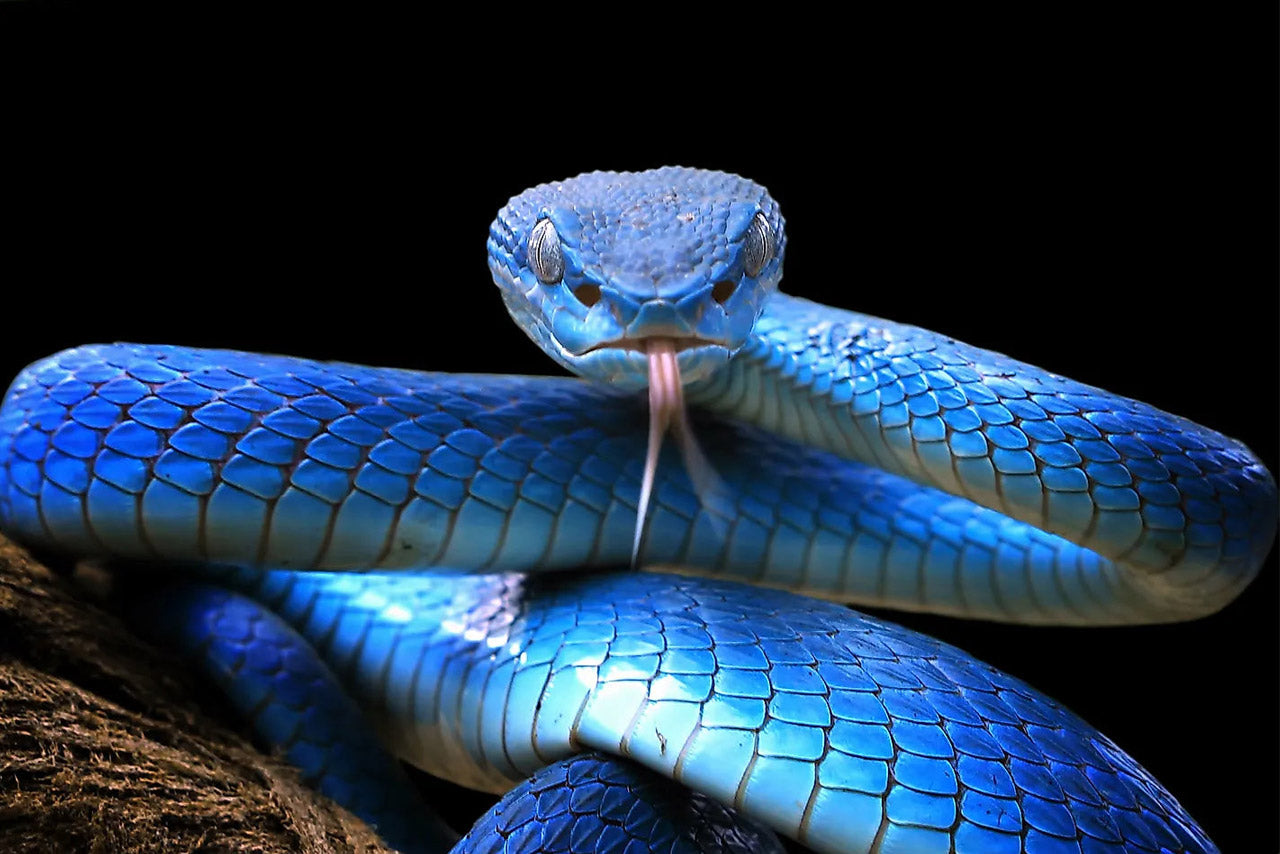 Unlocking Spirit Animal Snake Meaning: Find Out if a Snake Guides You and What It Symbolizes!