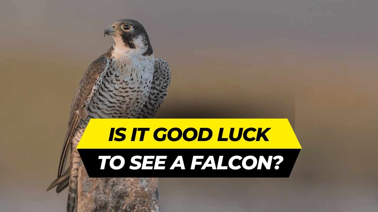 Is Seeing a Falcon Good Luck for You? Find the Answer!