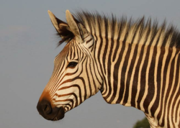 Zebra Spiritual Meaning Explained: What Does This Animal Symbolize?