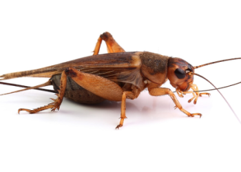 Mosquito Spiritual Meaning: Good or Bad Luck? Find Out What It Really Means in Your Life.