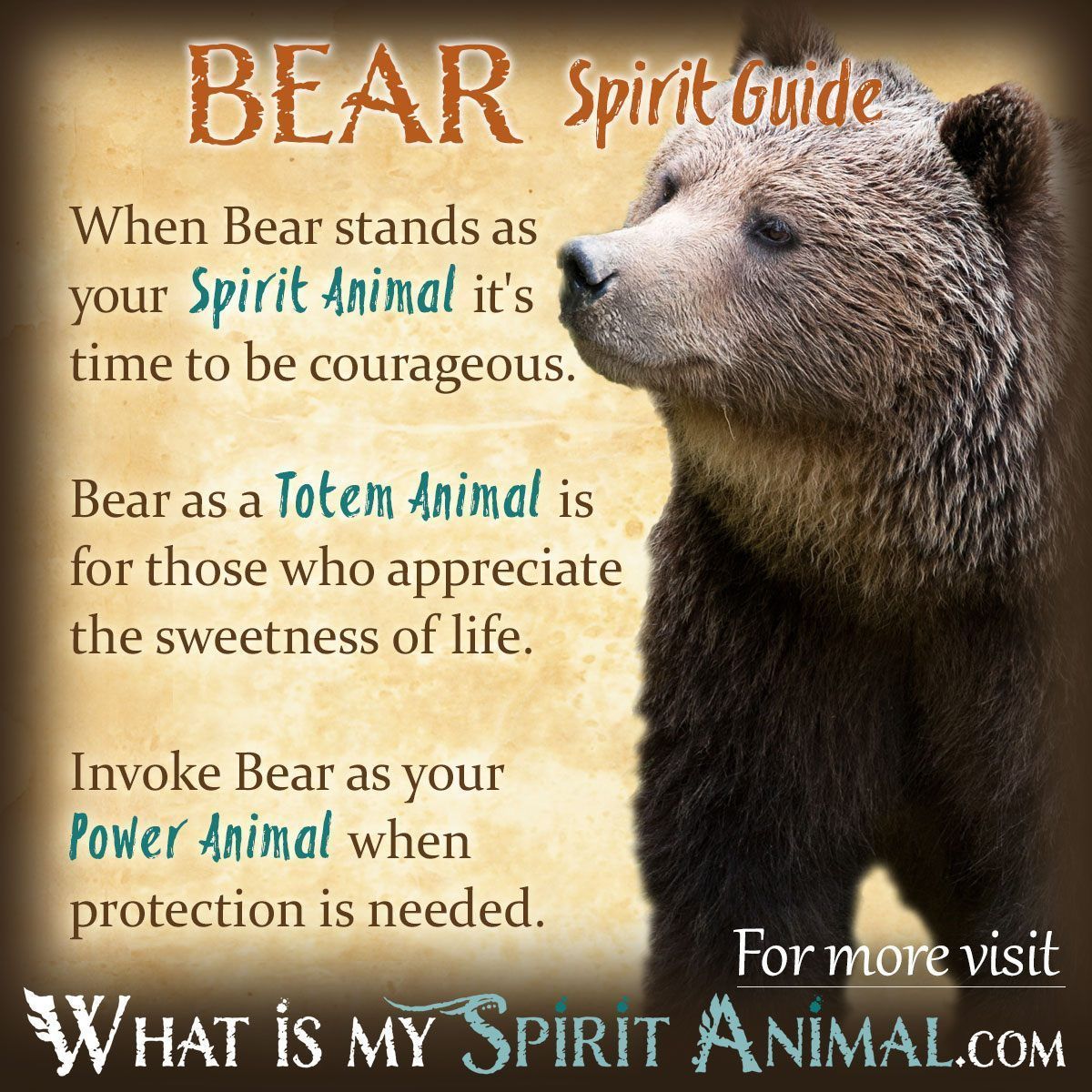 Whats a spirit totem bear? Learn how to find and connect with your power animal now.