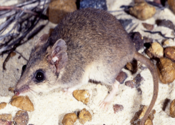 Woodpecker Totem Power: Learn How to Tap Into Its Unique Energy Today