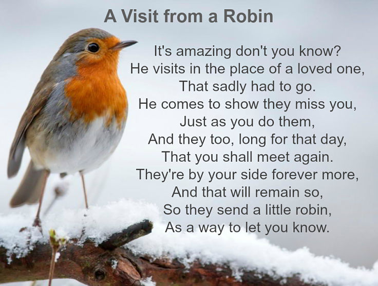 Unlocking the spiritual meaning of robin! Simple explanation about this birds symbolism and what it says!