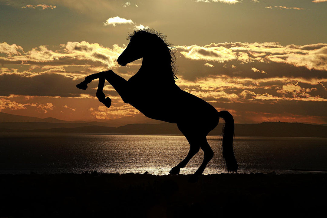 What does a horse in dream mean? Uncover the hidden meaning and symbolism behind it!