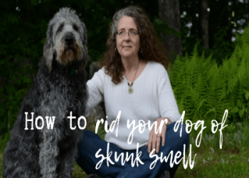 Unlock the Secrets of Skunk Symbolism: Simple Guide for Beginners.