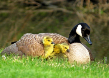 Discover the Spiritual Meaning of Pelican: Unpacking the Symbolism in Simple Terms for You.