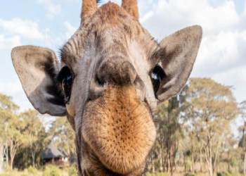 What Does a Giraffe Symbolize? Heres What This Tall Animal Really Means!