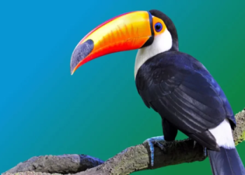 What is a spirit animal bear? Here are things you should know about it!