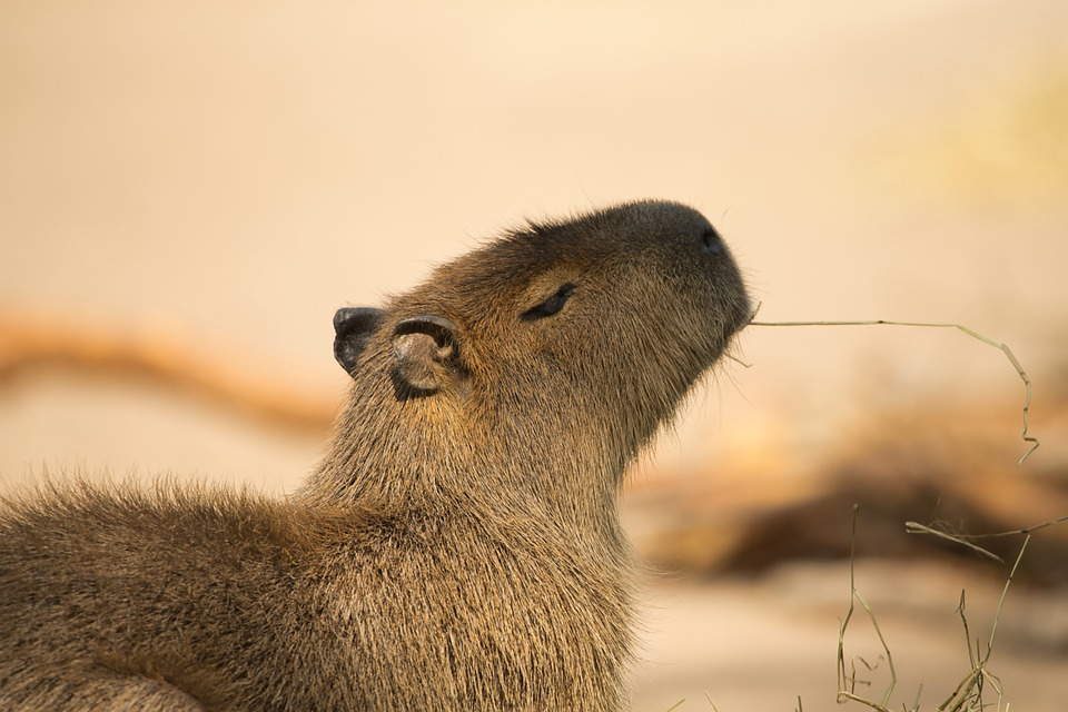 Capybara Meaning in Life: Finding Your Inner Peace Like the Worlds Largest Rodent