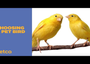 How to Know Your Bird of Dreams? The Best Guide for Beginners!