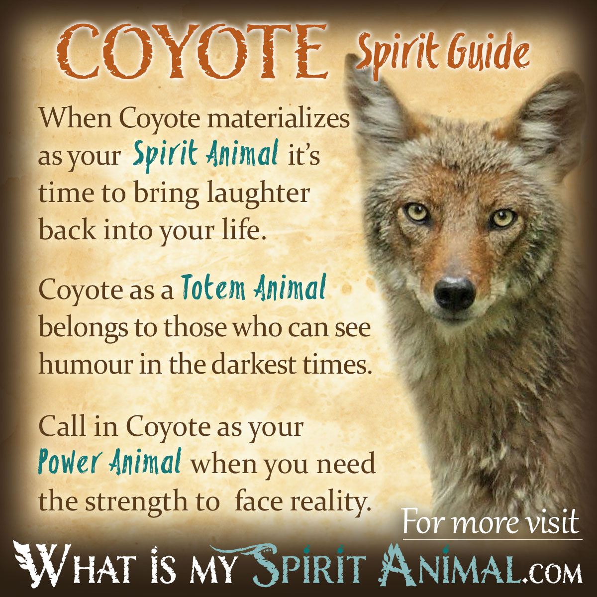 Coyote Spirit Animal Medicine: How Does This Spirit Guide Help You and What Are the Benefits
