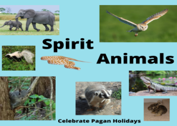 Got Cheetah Spirit Animal?  Find Out What It Says About You and Your Path!