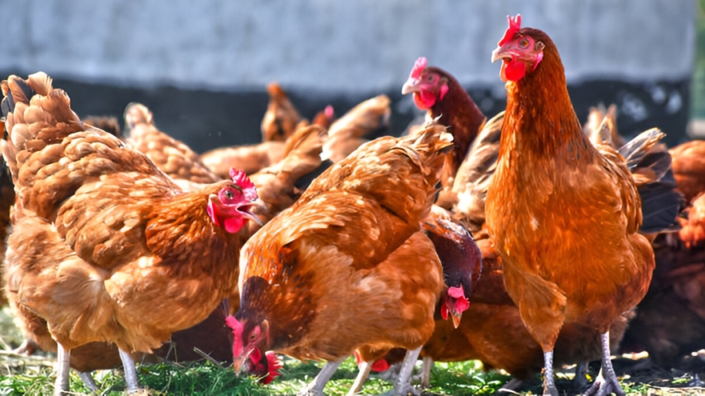 Chicken Spiritual Meaning! Learn the Surprising Symbolism!