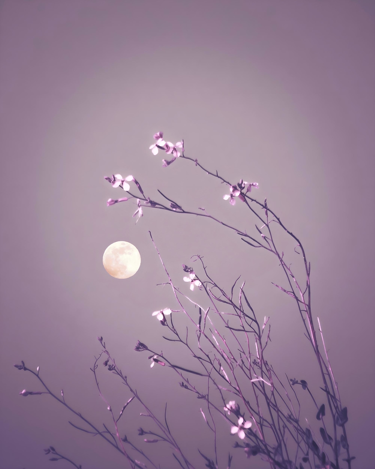 April 25 Zodiac Moon: Full Moon or New Moon Today? Your Daily Horoscope Based on the Moon!