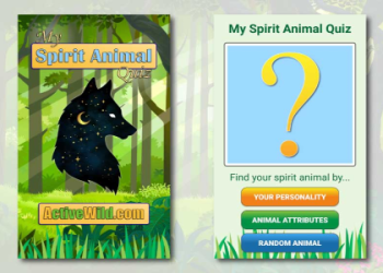 Is the Orca Your Spirit Animal? Find Out Its Meaning and Message for You!