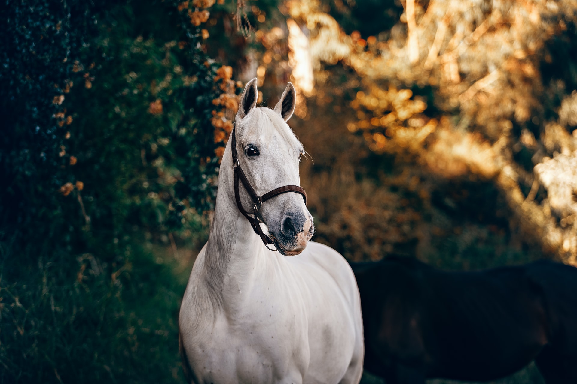 What does a horse in dream mean? Uncover the hidden meaning and symbolism behind it!