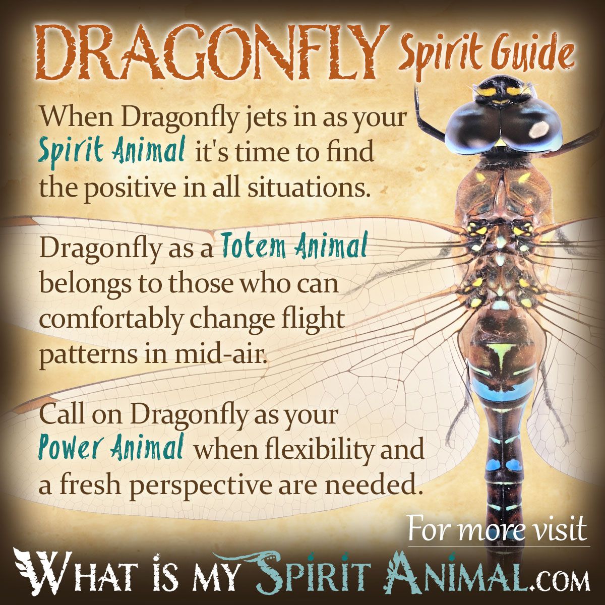 Dragonfly as Spirit Animal: How to Connect with Its Energy.